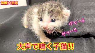 保護子猫11日目！大声で泣き叫ぶ子猫！cat