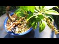 2015 10 13 馬酔木 あせび 盆栽 japanese andromeda pieris japonica leaf bonsai