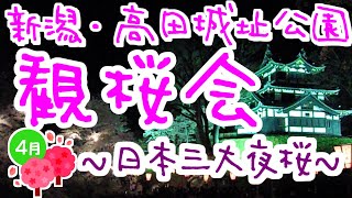 【桜満開☺花見】★新潟・高田城址公園観桜会_2023.03.29～04.12★日本三大夜桜夜城★アウトドア旅行キャンプ☆バイクツーリング★ブルーインパルス★CherryBlossom(sakura)