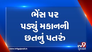 Bharuch: Roof of house falls on buffalo near Ratan talav, rescued | TV9News