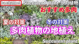 441{多肉植物} 地植えおすすめ多肉🍉夏対策と冬対策❄️【多肉花壇】【遮光】【雪霜対策】【増やす多肉】【ba多肉】【Succulent】