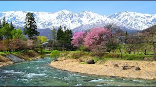 白馬山麓に春が訪れる・4K