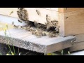 Mutige Bienen verjagen die Wespen