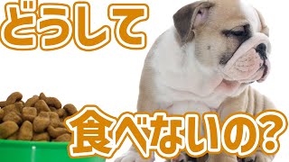 【老犬介護】食欲が落ちた時にお家で出来る工夫