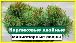 КАРЛИКОВЫЕ ХВОЙНЫЕ ДЛЯ САДА | Миниатюрные СОСНЫ.