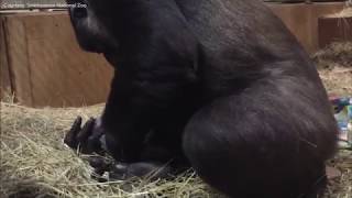 Raw: Video captures gorilla giving birth at National Zoo