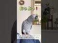 【甘えん坊】ちゅーして😘と甘えるインコ〜可愛いお喋り盛りだくさん〜 shorts ヨウム おしゃべりインコ めいちゃん インコ ちゅー 鳥