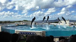 沖繩 美麗海水族館 海豚表演 (4K畫質）