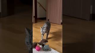 二度寝は許さない猫 #cat #猫