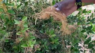 How to control parasite Dodder Cuscuta Amarvel Swarnalata Sonvel