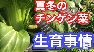 真冬のチンゲン菜生育事情