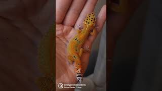Leopard Gecko LOVE ❤️ #leopardgecko #gecko #animals #pets #fyp #shorts #yt #youtubeshorts #reptile