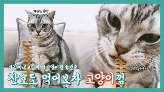 [내돈내산] 🦷 찬호도 먹어보자 고양이껌, 😽 고양이 치석제거에 효과가 있을까?