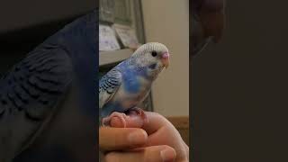 【セキセイインコ】白/青オパーリンパイド Budgerigar