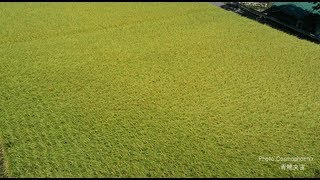 黄金色の稲穂が香る　can see the golden of grain　　أذن الأرز لون الذهبي