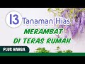 13 Tanaman Hias Merambat Di Teras Rumah dan harganya