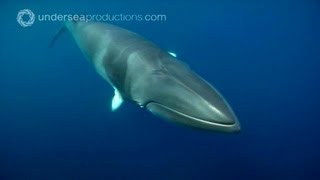 Swimming with Dwarf Minke Whales (underwater footage)