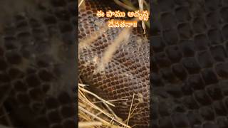 #wildlife #nature #snakes ఈ పాము నిజముగానే అదృష్ట దేవతనా