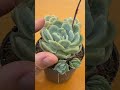 090 【底面給水】シワシワ多肉は5秒で復活します shorts エケベリア 観葉植物 succulent