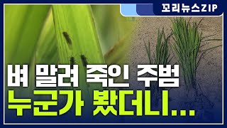 꼬리뉴스zip | 소금물에 병해충까지 벼 남아나질 않는다