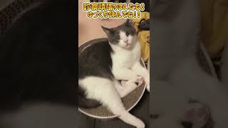 【FIP・猫伝染性腹膜炎】診察に行ってきたらぐったり！？【#fip#猫伝染性腹膜炎#腹水#黄疸#臓器圧迫#食欲不振#mutian#未認可薬#生後３ヶ月#子猫#catshorts#猫のいる暮らし#ねこ】