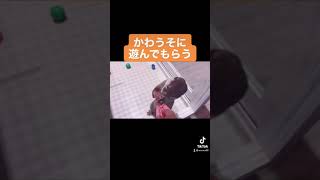 ×小石で遊ぶ→○小石で遊んでもらう#かわうそ #カワウソ #tiktok #shorts