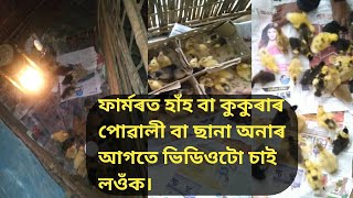 #JCRduckFarm# হাঁহৰ আৰু কুকুৰাৰ পোৱালী ফাৰ্মত অনাৰ আগতে কেনেকৈ ব্ৰুডিং কৰিব লাগে ভিডিওটো চাই লওঁক।