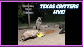 BlueIndigoTrails TEXAS CRITTERS LIVE 83F 🌔