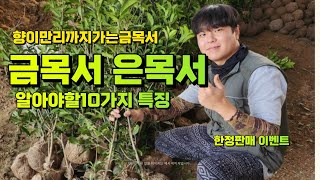 만리향 금목서 와 은목서나무의 알아야할 10가지 및 한정판매 이벤트