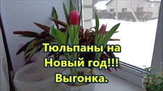 Тюльпаны на Новый год!!! Выгонка.