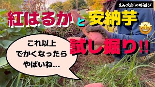 Japanese Sweet potato harvesting