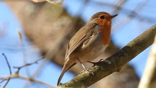 Ptice Hrvatske - Crvendać (Erithacus rubecula) (Birds of Croatia - Robin) (2/13)