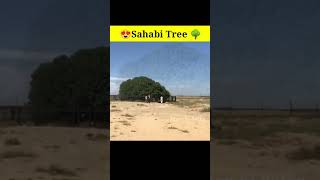 😍Sahabi Tree 🌳#Tree #makkah #jordan #waqia #short #youtubeshorts