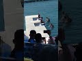 Ocean adventure: dolphin show 5