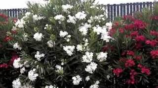 Nerium oleander