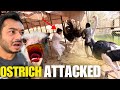 ATTACK KAR DYA OSTRICH NE IMRAN PR( daily zoo pet house vlog)