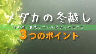 メダカの冬越し (冬の間、観察していて良かった育て方)３つのポイント   メダカの越冬・メダカの二世帯住宅・PSB