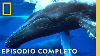 Odiseas Oceánicas Épicas | Viajes Increíbles de Animales | Nat Geo en Español