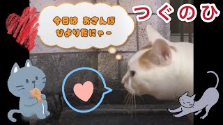 【女性実況】隠しルートだよ！猫好きさん集まれ〜♡ゴンちゃんのお散歩日記【つぐのひ】