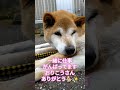 柴犬シンくん🐕💞は心臓弁膜症と認知症✨ shorts 柴犬 愛犬 老犬 心臓弁膜症 犬が大好き