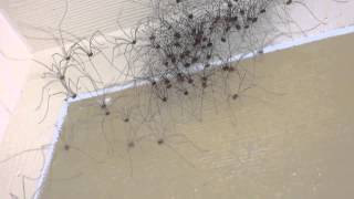 Jerry Sn3 Wilson Strange but true. Daddy Long Leg spiders part 2