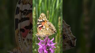 Lasst uns gemeinsam den Lebensraum für Schmetterlinge optimieren! 🦋