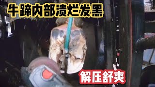 牛蹄内部溃烂发黑，师傅这次终于洗蹄子了，过程解压又舒爽