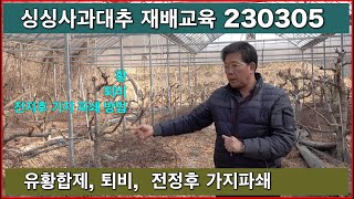 싱싱사과대추 재배교육 230305  유황합제, 퇴비, 전정후 가지파쇄 4k , 알찬들애 싱싱사과대추