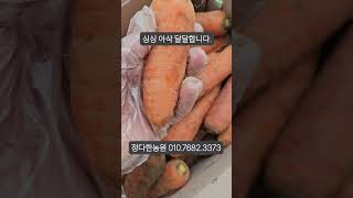 제주도 흙당근 5키로 가정용 착한가격