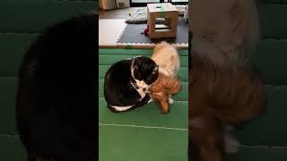 好きが伝わる動画😍ハチワレ黒白　パピヨン　クーちゃん　ラブラブ犬猫