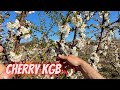 How to prune cherry in full blossom