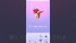 【色違いコイキング】赤いギャラドスに進化させてみた！ #色違いポケモン #ポケモンgo #ポケモンgo色違い #金コイキング #pokemonGO