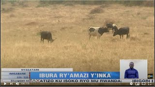 NYAGATARE: Bamwe mu borozi bo mu mirenge itandukanye  ntibakibona amazi ahagije yo kuhira inka zabo