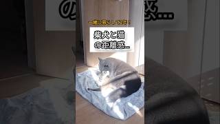 柴犬と猫の距離感 #ガルツキちゃんねる #犬と猫 #柴犬の日常 #保護猫 #animals